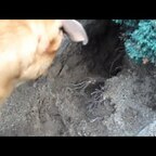Samson - Digger Dog - Gräber Hund